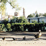 ducklings, moscow